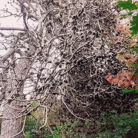 Dom wakacyjny 8 Person In Skjern-by Traum Skjern